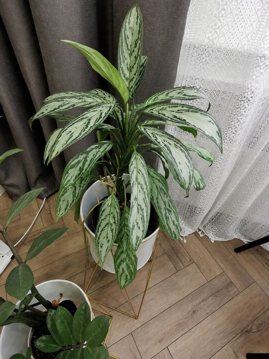 Аглаонема Silver