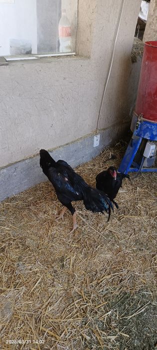 Para sotiladi qoravoylar