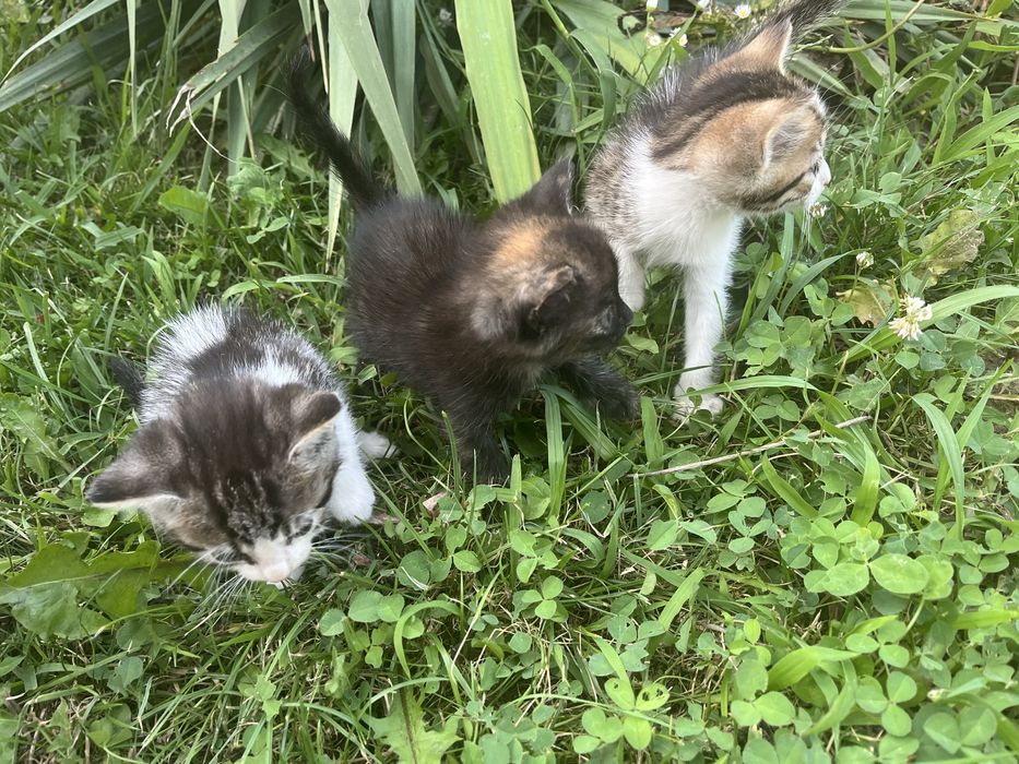 Spre adopție: 3 puiuți de pisică iubitori și jucăuși (7 săptămâni, 1 fetiță neagră, 2 băieți