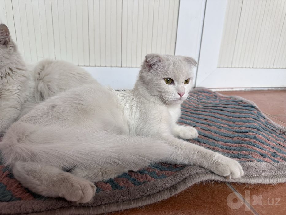 Кошка бесплатно