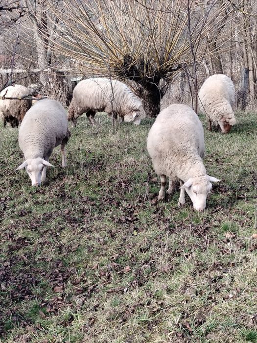 Oi frize a doua fătare gestante