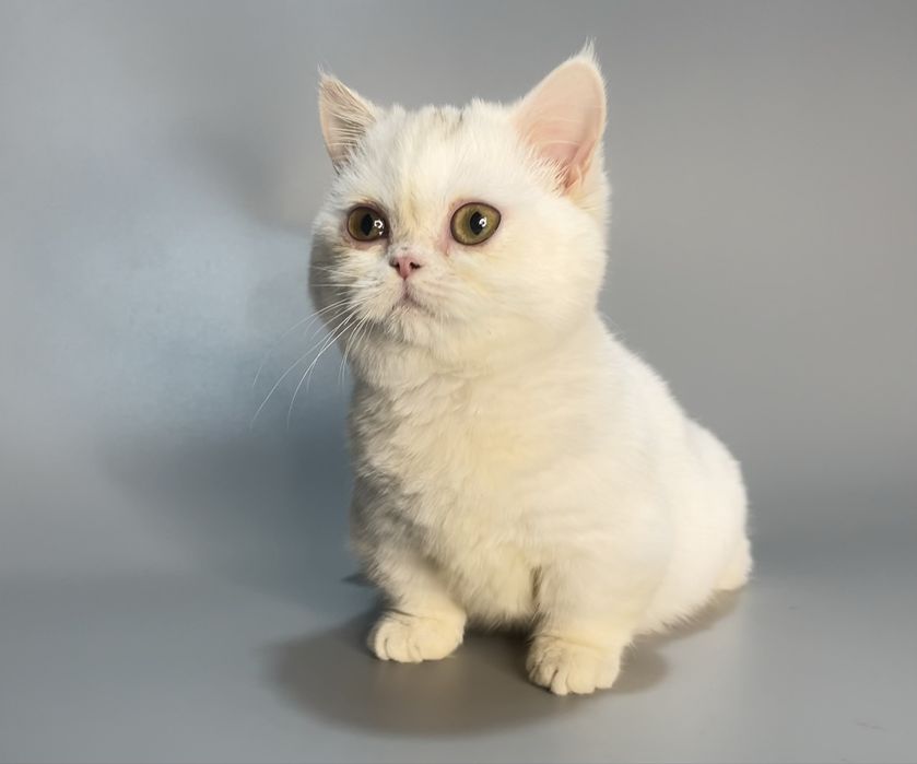 Продается кошечка манчкин