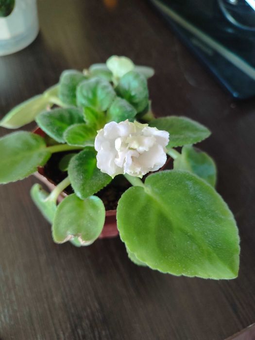 Продам комнатные цветы