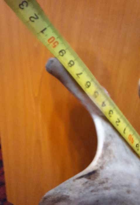 Sculptura Cerb Unicat - Sculptura manuala în stejar pe placa de frasin masiv ( coarne de 50 cm)