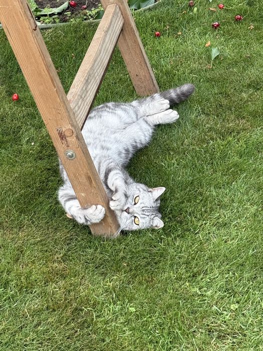 Motan British Shorthair
