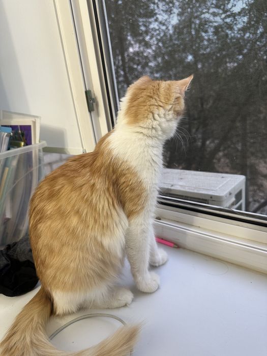 Кошка бесплатно в добрые руки