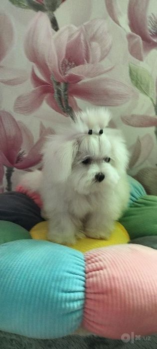 Продаётся мини мальтипу ф 1