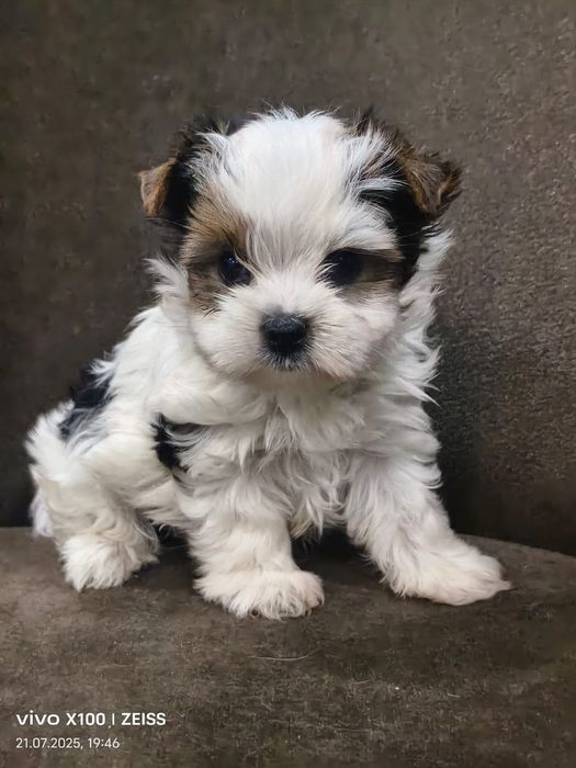 Очаровательные щенки бивер Йорка.