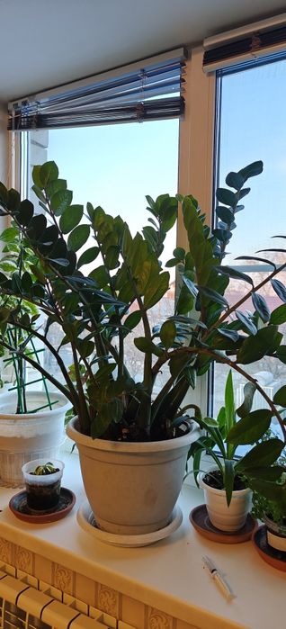 Продам долларовое дерево