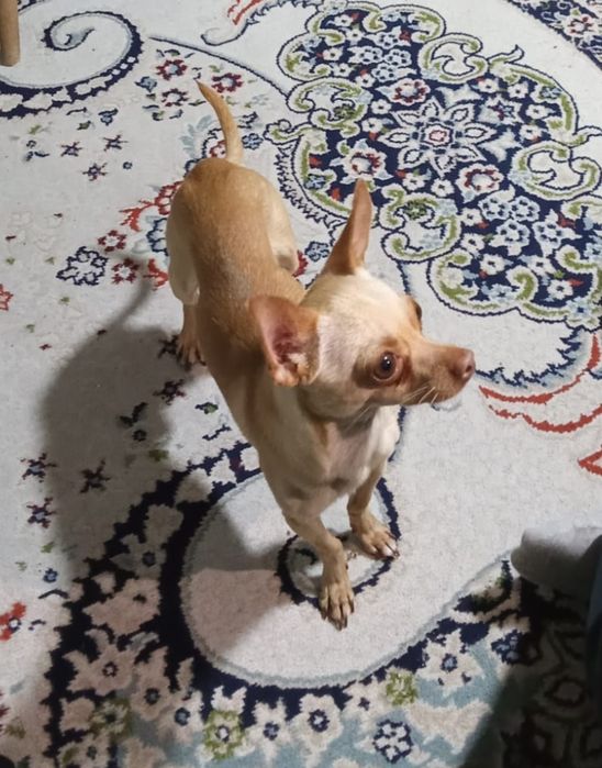 Кобель Чихуахуа!!!