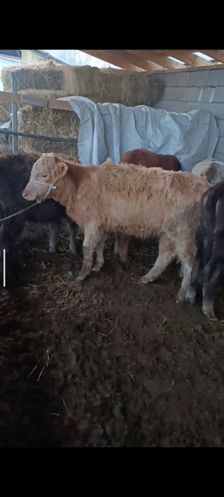 Ургашы бузаулар сатылады