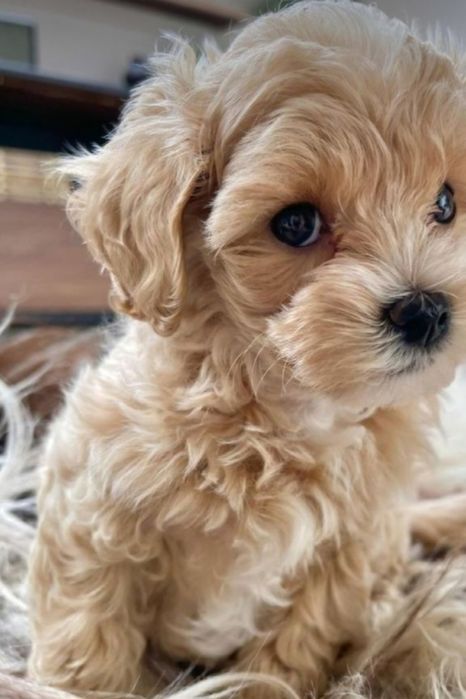 Bichon havanez  superbi