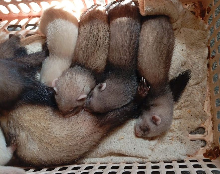 Щенки хорька.  Резерв