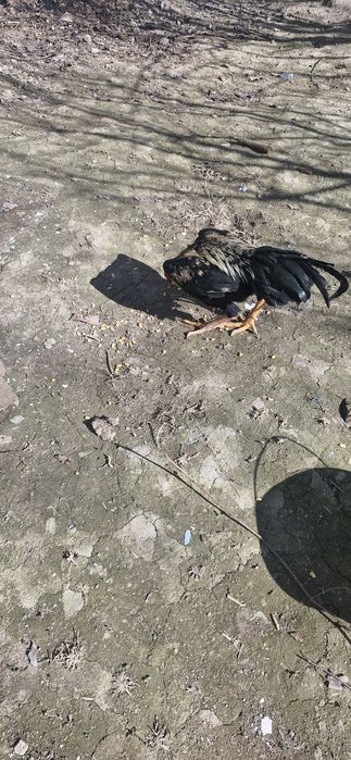 докан турк хуроз акаси