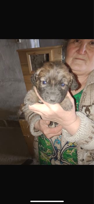 Помогите найти дом щенятам