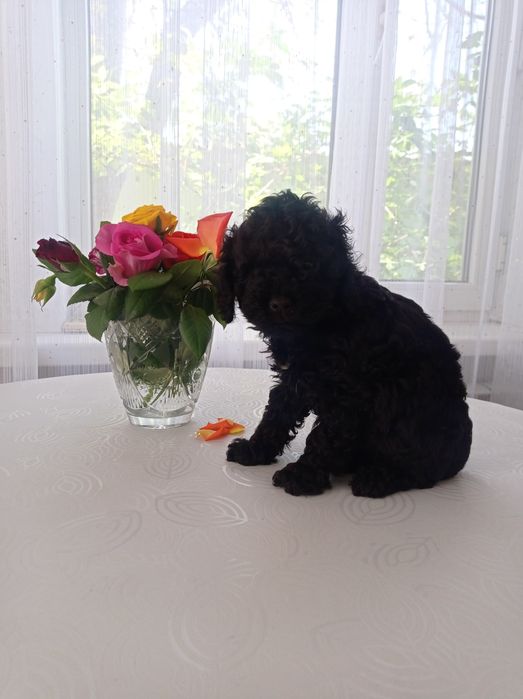 Продам щенка пудель.