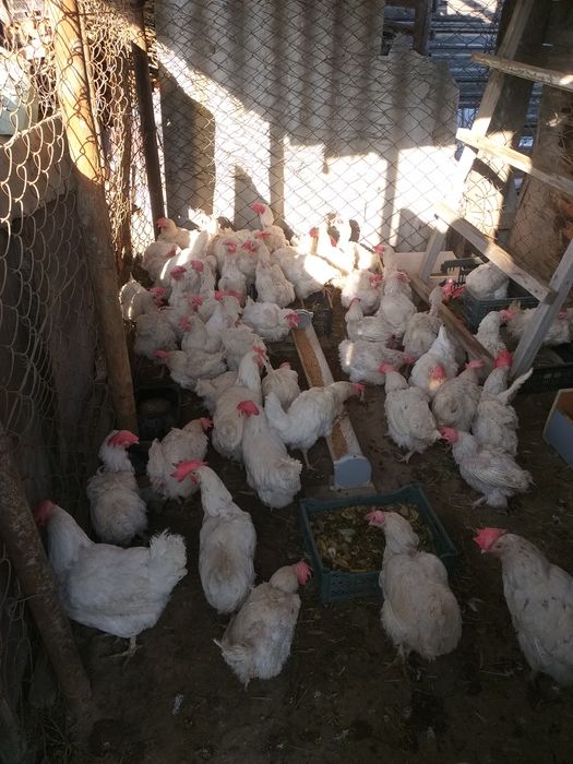 Куры несушки продам