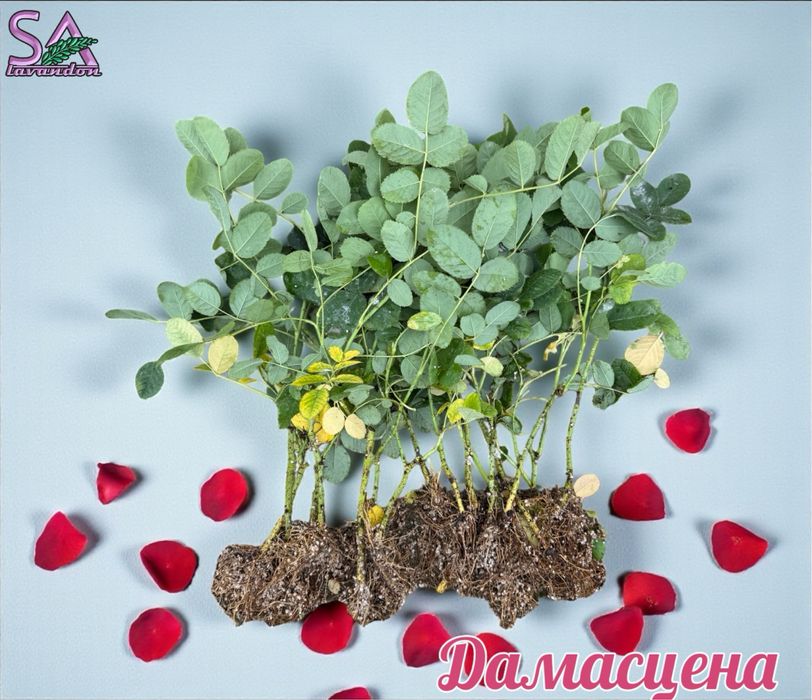 Българска Маслодайна Роза…