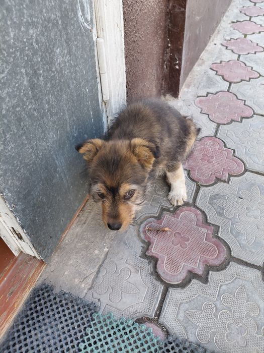 Джек рассел пародистыи шенок