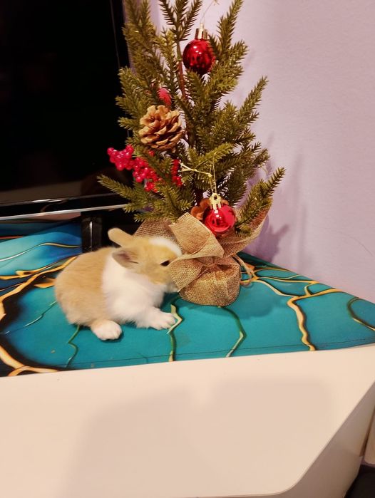 Pui iepurasi miny-toy miniatura POZE REALE!   ,rasa pitica).!