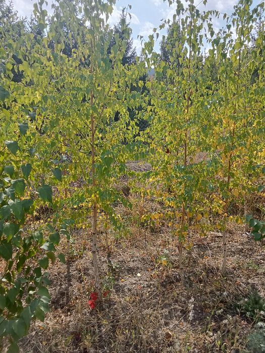 Берёза алтайская