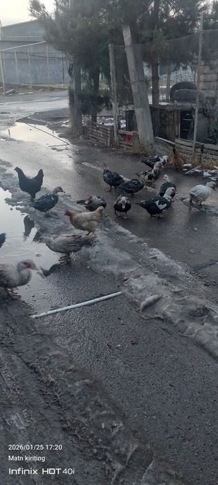 Oʻrdaklar bor sergilida