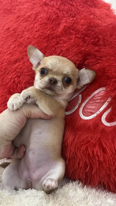 Шикарная девочка чихуахуа кобби