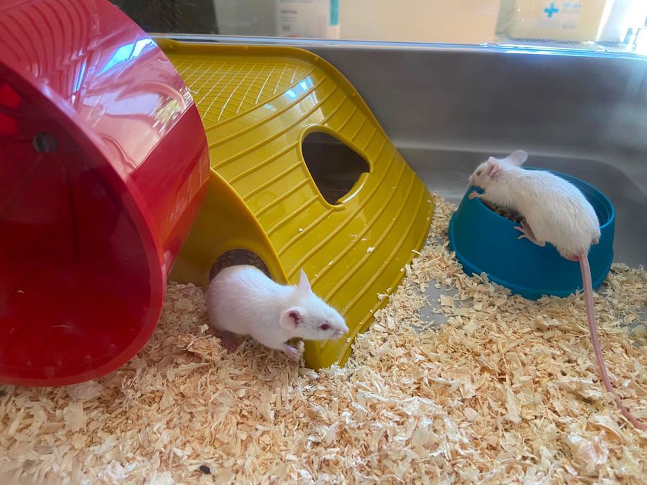 Donez șoricei adorabili!