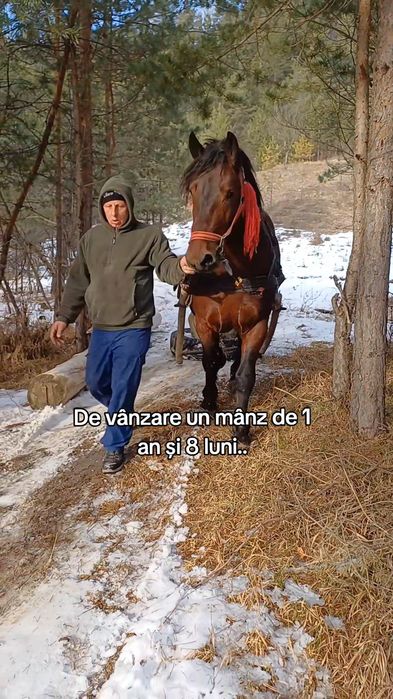 De vânzare mânz de 1 an și 8 luni