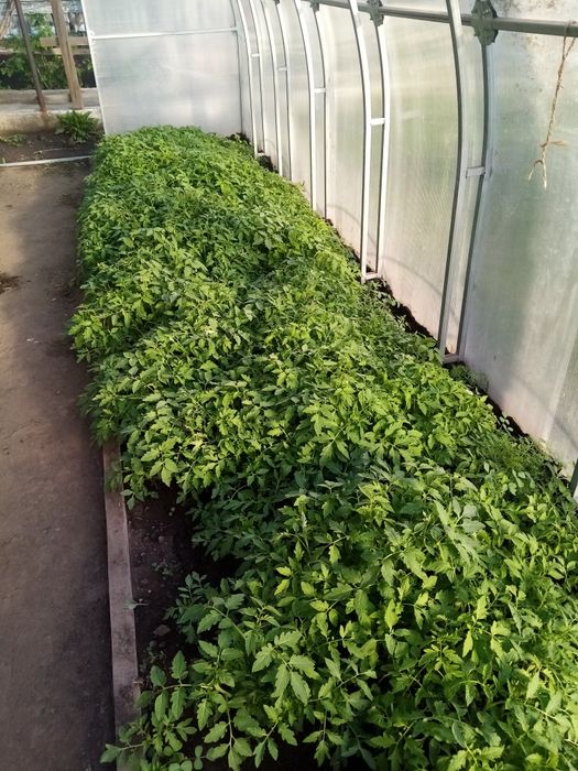 Продам рассаду помидор дёшево