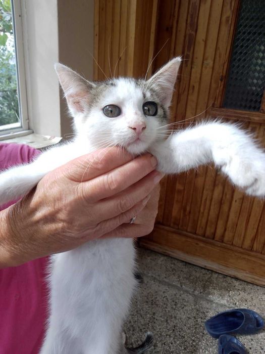 Подарявам малки котенца-3 от тях са на около 3 месеца , а другите на не повече от 2 месеца