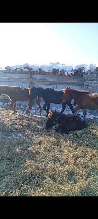 Продам жабагы 4 бас