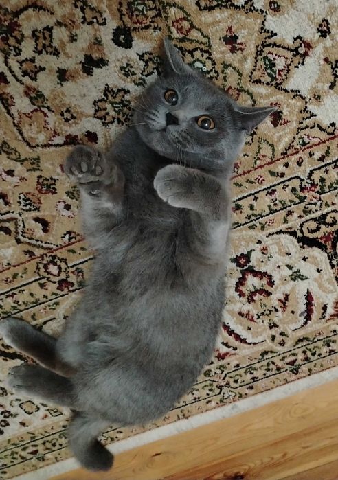 Продам кошку британец прямоухий