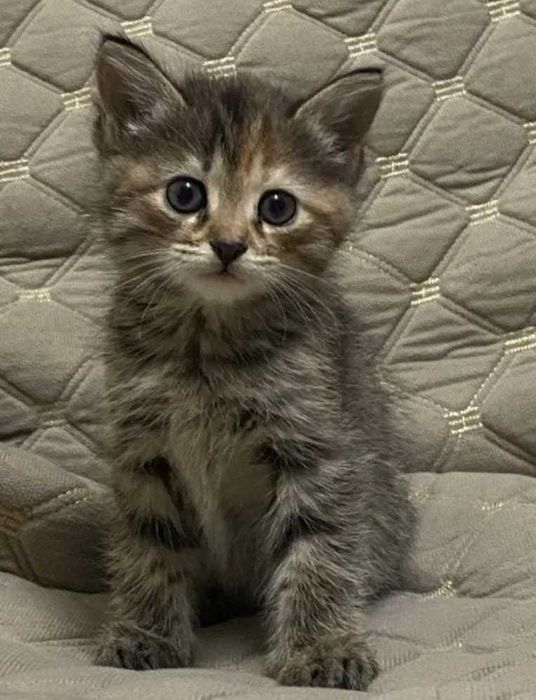 Котенок 2 месяца