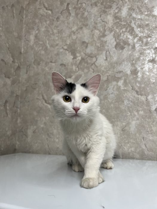 Хороший кот бесплатно.