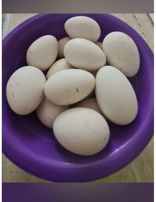 Oua gasca pentru consum