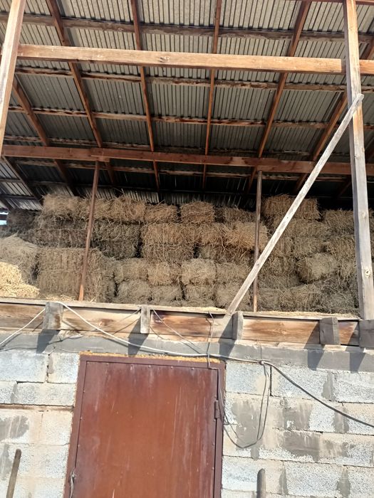 Тюки сено клевер