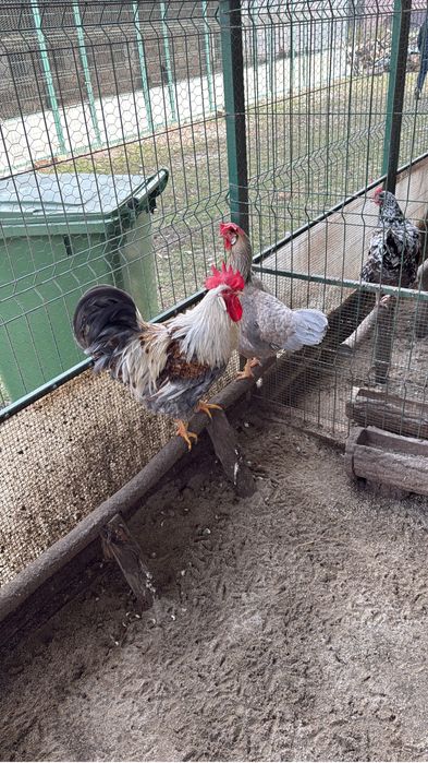 Pui de rasa din gaini rare!