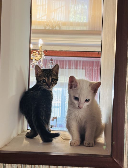 Котенок. Остался только коричневый