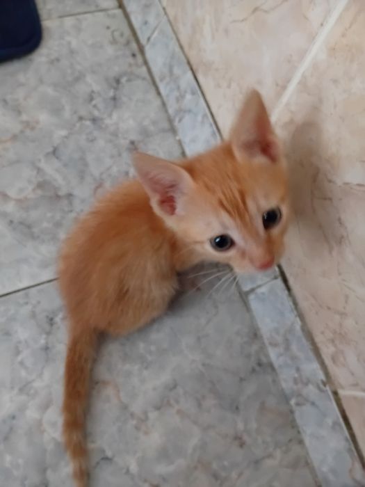 Рыжинький котёнок