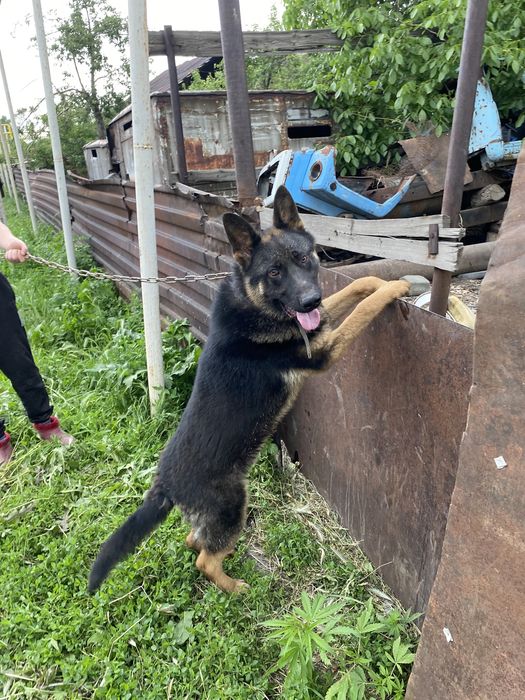 Немецская овчарка