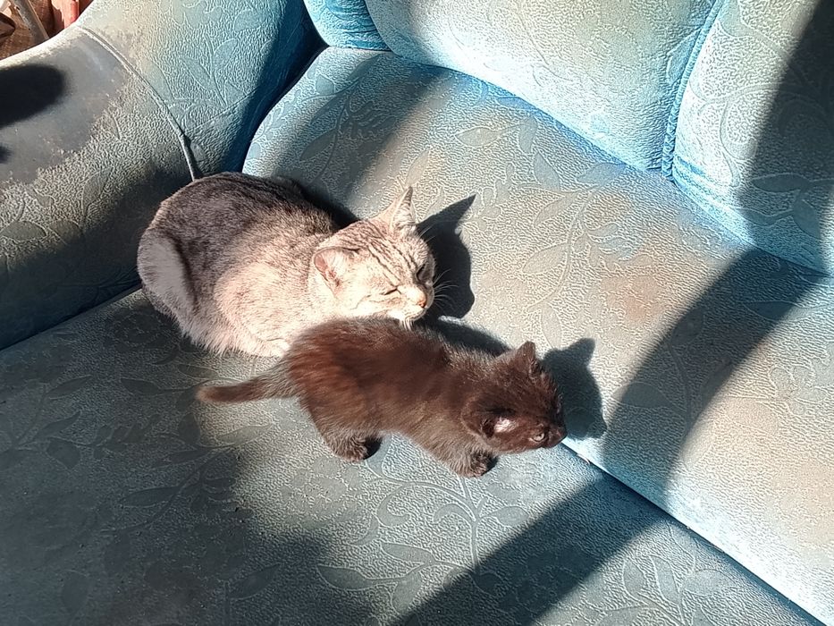 Отдам котят помесь бенгалки