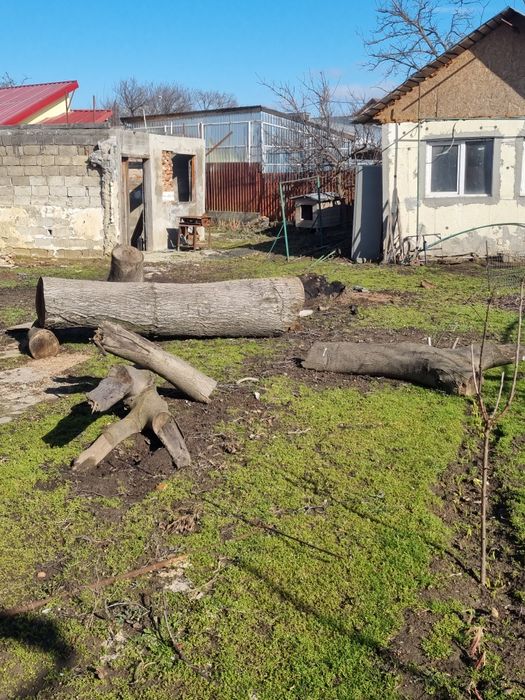 Lemn nuc pt mobila sau decoratiuni