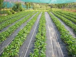 Folie Agrotextil Mulcire : Afin,Capsuni,Zmeura.REZISTENTA PERFORARE