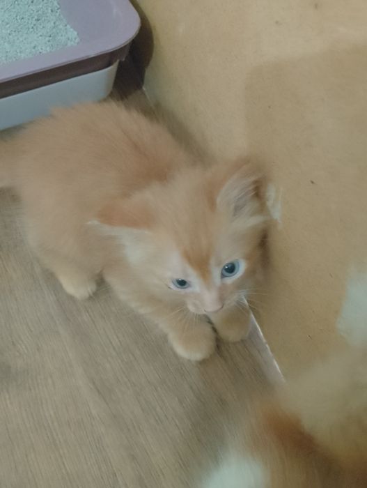 Отдам котят бесплатно