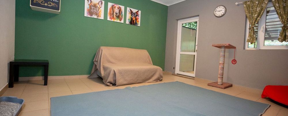 Cazare câini, pisici si alte animale de companie