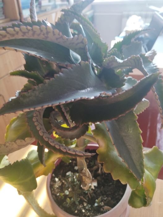 Каланхоэ лечебное