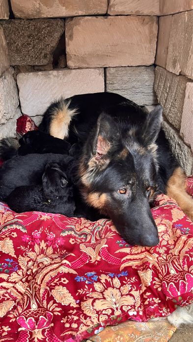 Продам щенков немецкой