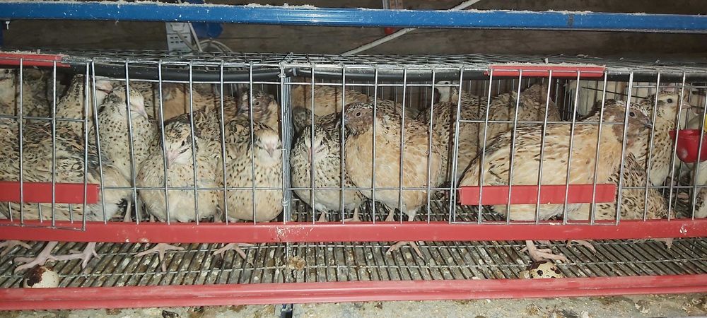 Oua de prepelita pentru incubat - Jumbo Gold Polara Japoneza Tibetana