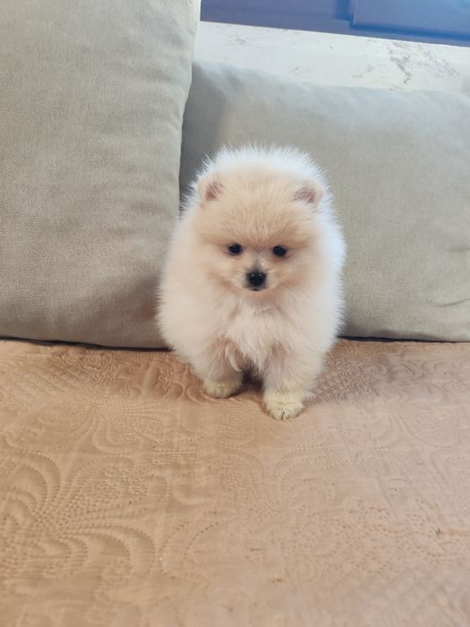 Померан мини мъжко и женско
